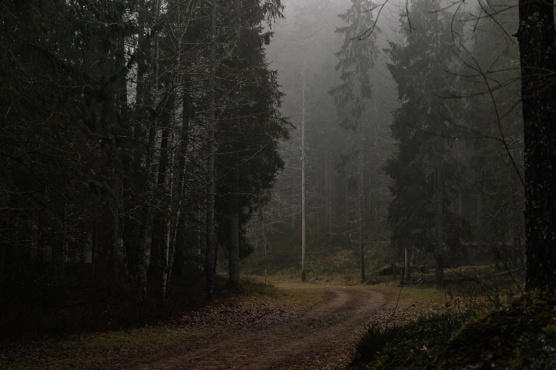 Misty forest path - triggers nervous system healing